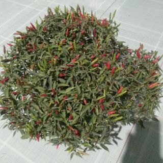 Cây 🌲 ớt hiểm... ớt chim ia☆☆☆☆☆