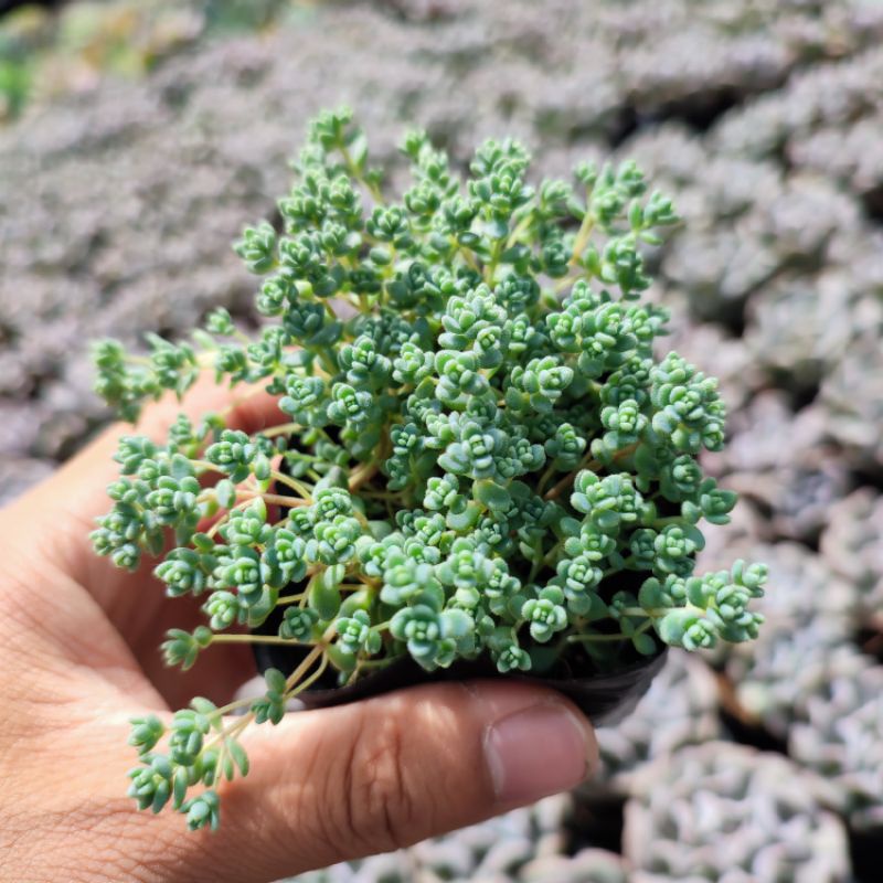Sen đá sedum cơm size bé 5-8cm, xuất xứ Đà Lạt khoẻ đẹp, lỗi 1 đổi 1