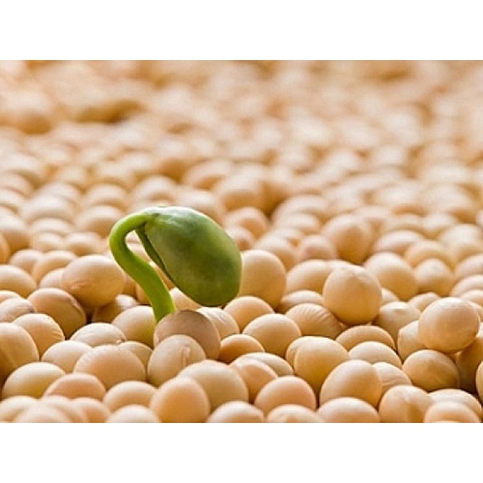 Bột mầm đậu nành nguyên xơ, 100% nguyên chất giúp cải thiện, săn chắc vòng 1 - hộp 500g