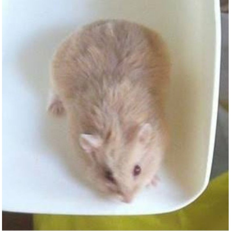 Chuột Hamster Màu Trắng Vàng Thời Trang Mùa Đông