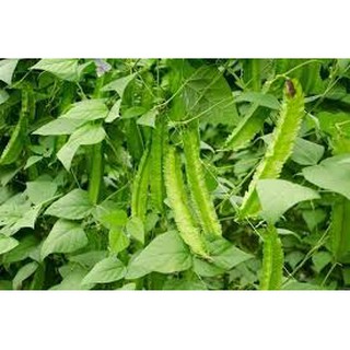 HẠT GIỐNG ĐẬU RỒNG