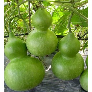 Hạt giống Bầu hồ lô