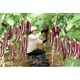 Hạt Giống Cà Tím Dài F1 - 20 Hạt