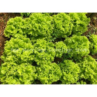 [Hạt Giống Thái Lan] Xà Lách Xoăn Xanh Juijia (Gói zin 2Gram)