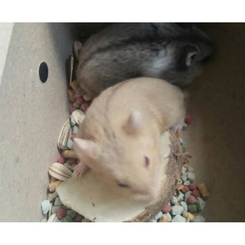 Chuột Hamster Màu Trắng Vàng Thời Trang Mùa Đông