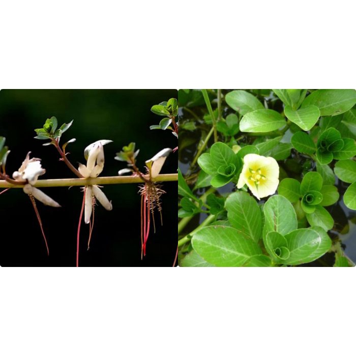1 kg thân lá Rau Dừa Nước tươi, đóng gói hút ẩm, đảm bảo tươi nguyên