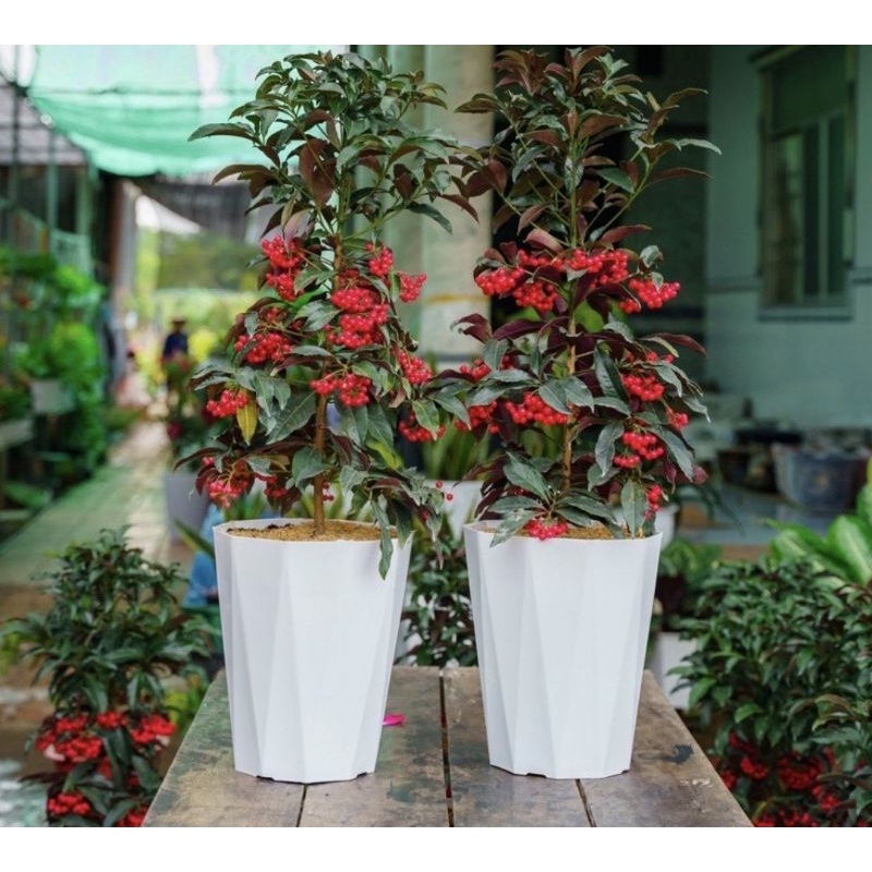 Chậu nhựa kim cương 30x40cm loại 1 HÀNG CÔNG TY