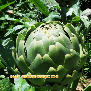 Hạt Giống Atiso Xanh (Hạt Giống Ngọc Chi) - 5 Hạt