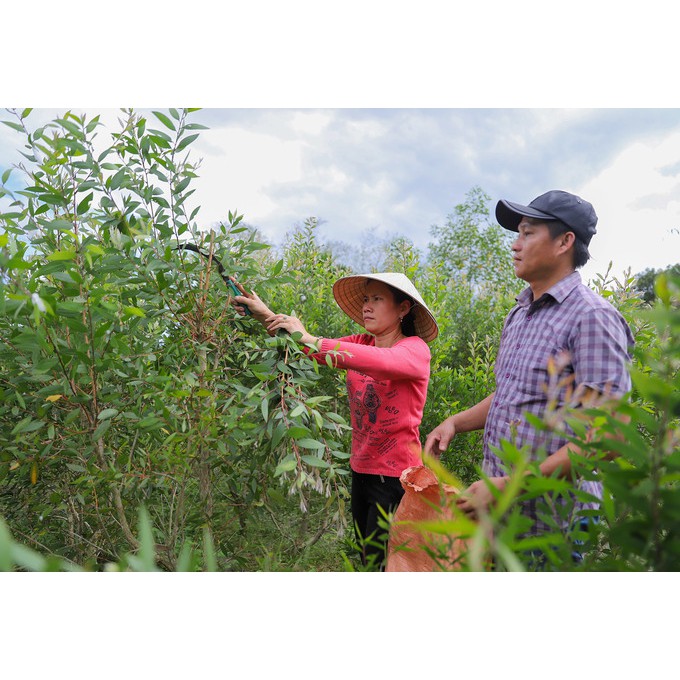 Tinh dầu cho bé | Tinh dầu Tràm Gió Huế nguyên chất | Giảm ho,giảm cảm, tắm cho trẻ sơ sinh, trị côn trùng cắn | BigBuy360 - bigbuy360.vn