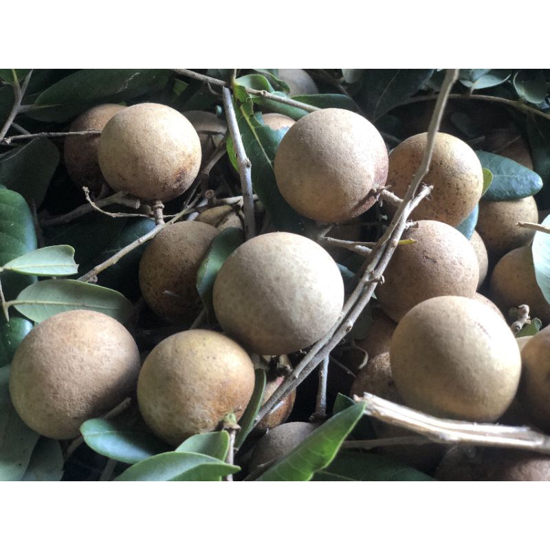 Nhãn xuồng , nhãn thái 1kg