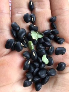 Đậu Đen Xanh Lòng rang chín (500g)