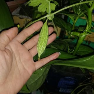 Hạt giống Khổ Qua F1