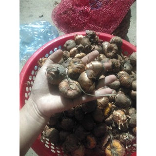 củ giống hoa lay ơn