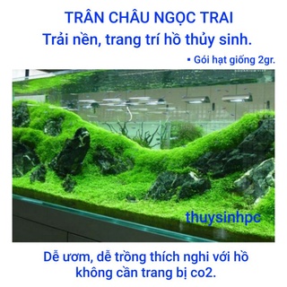 Hạt giống Trân Châu Ngọc Trai trải nền hồ thủy sinh 2gr