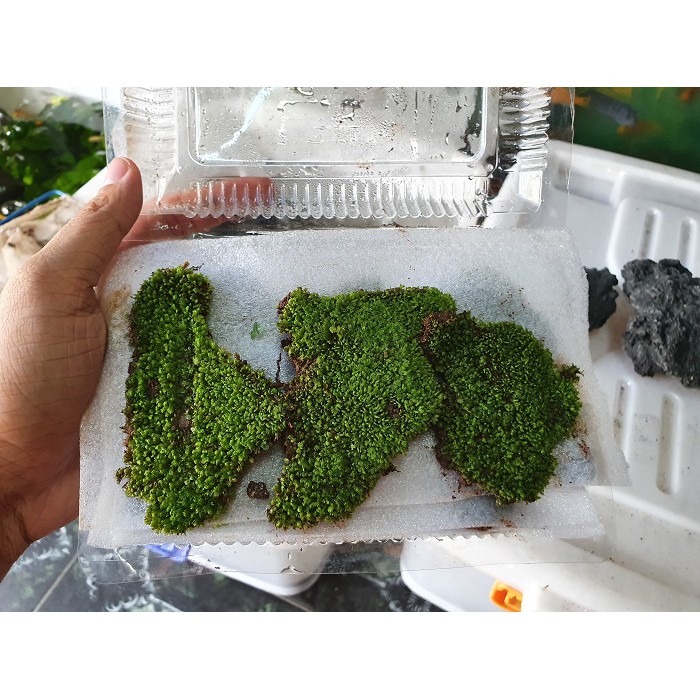 RÊU MINIFISS LÁ NƯỚC (HỘP 5 TẤT)