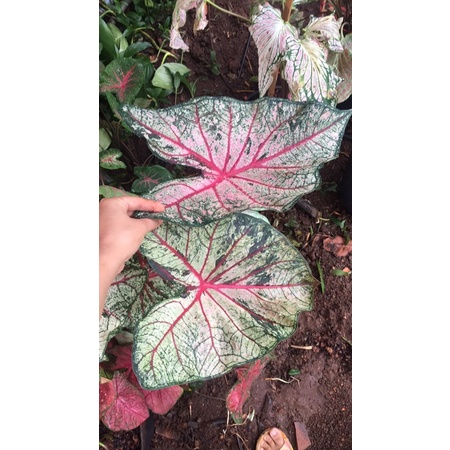 Môn hồng môn hồng gân đỏ