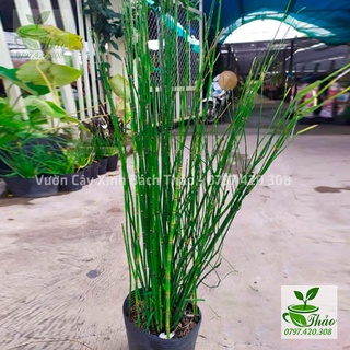 Cây thiền trúc, cây mộc tặc - Cây Xinh Bách Thảo