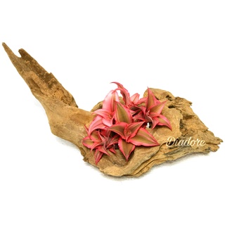 Cryptanthus Pink Star, dứa phụng hồng, dứa màu, bán cạn, trang trí tiểu cảnh, dứa Philippine