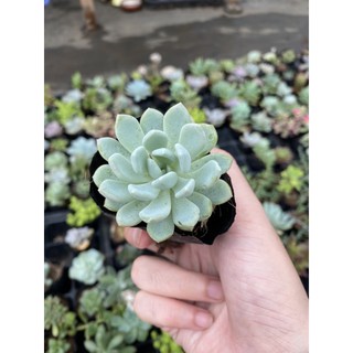Sen đá cúc xoáy. Hiếm
