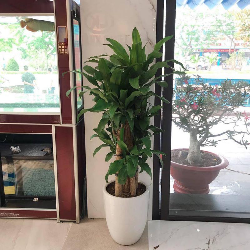 Thần tài lá xanh cắt khúc