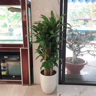 thần tài lá xanh cắt khúc [ khúc giống ]