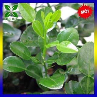 Cây chúc giống an giang, cây chúc lớn 35-45cm bầu lớn khỏe đẹp