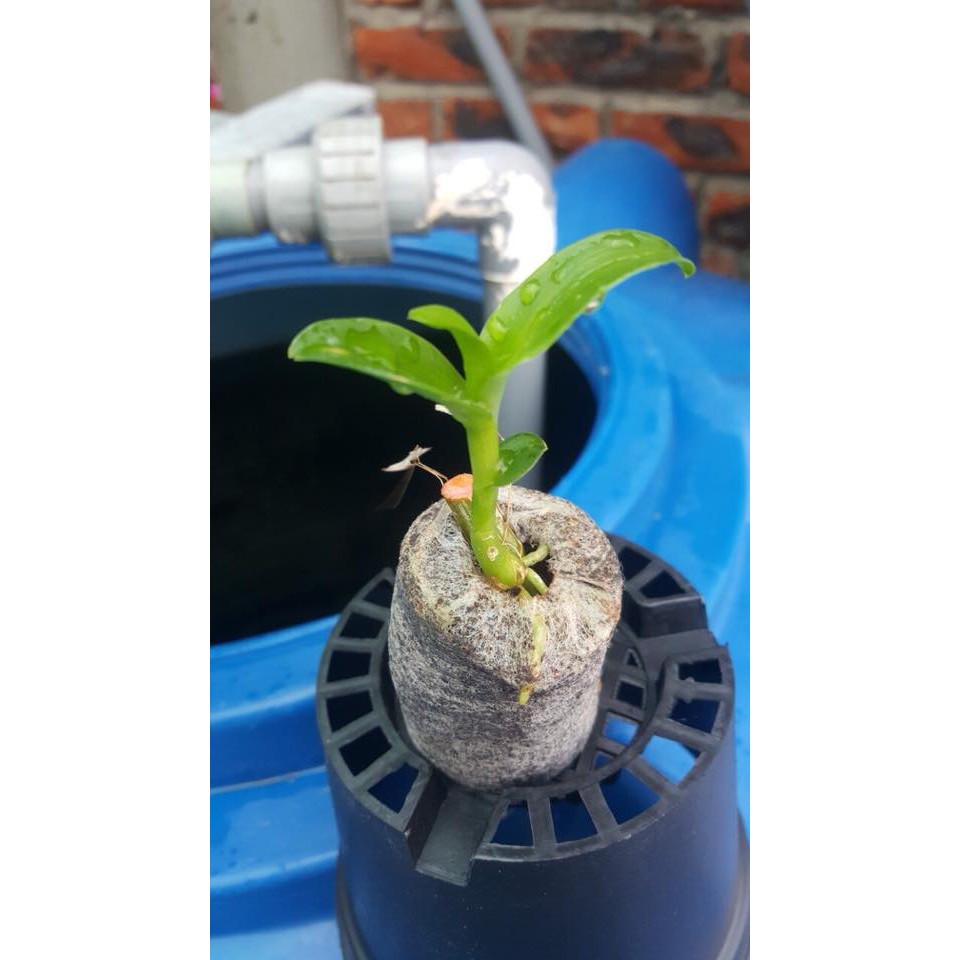 Bộ 200 VIÊN NÉN ƯƠM HẠT TIỆN LỢI, DỄ SỬ DỤNG (200 Viên)