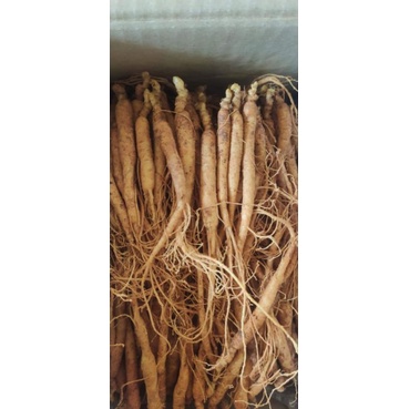 Củ Nhân Sâm Giống Hàn Quốc