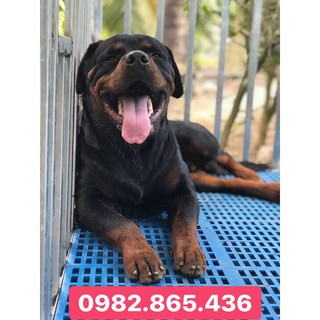 Combo 6 tấm nhựa lót sàn chuồng chó, mèo
