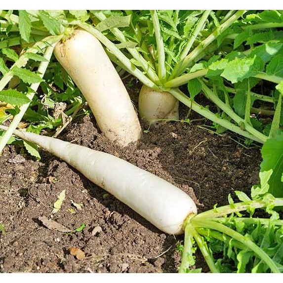 [Seeds] Hạt giống Củ Cải Trắng, đóng gói 20gr (khoảng 800 hạt), dễ trồng, năng suất cao