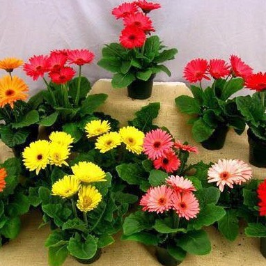 Bộ 2 gói hạt giống - 1 gói hoa cúc đồng tiên và 1 gói hoa pansy mix