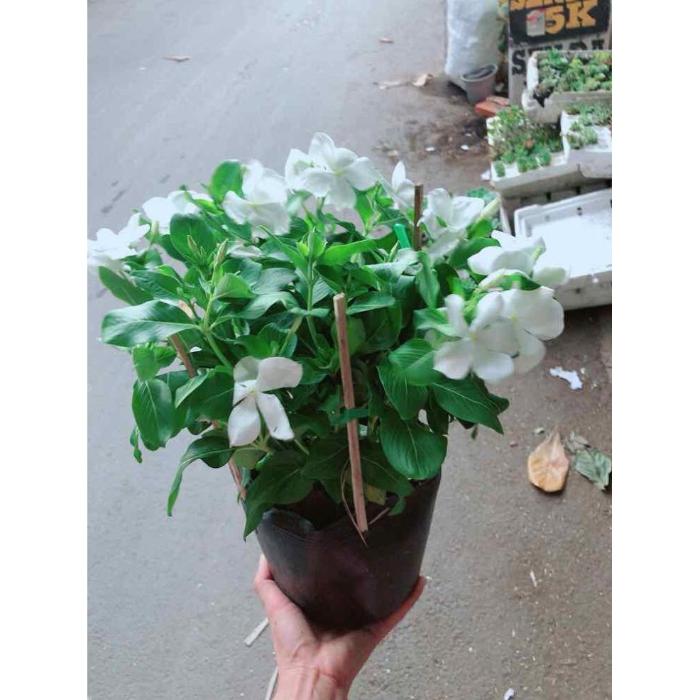 Hoa dừa cạn trắng Bán Chạy