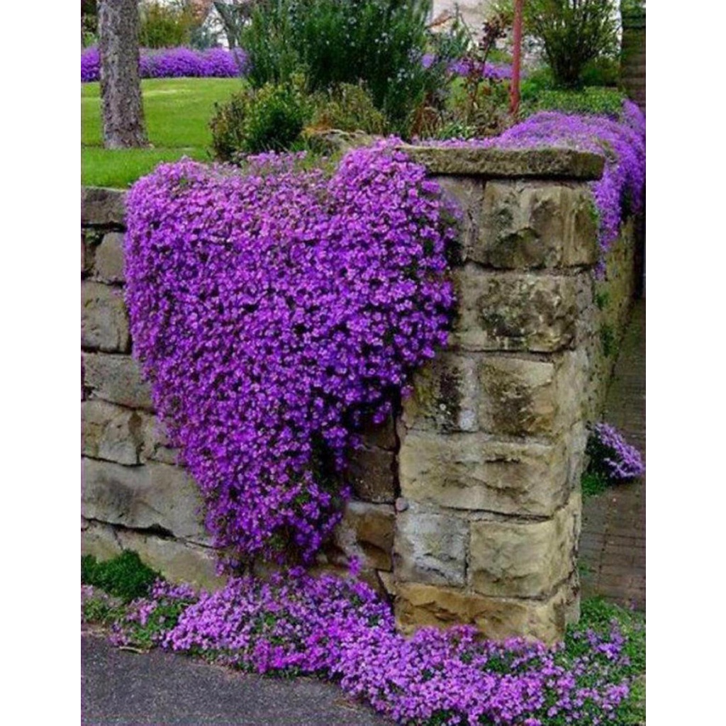 Shop 1k - 50h Hạt Giống Hoa Leo Đá Lâu Năm Chịu Hạn Aubrieta