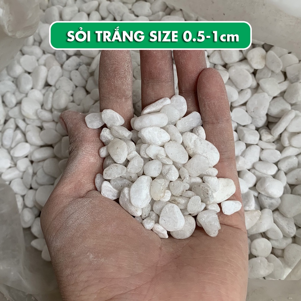 [Mua 5 tặng 1] Sỏi trắng trang trí cây cảnh - Lót bể cá viên 2-3cm