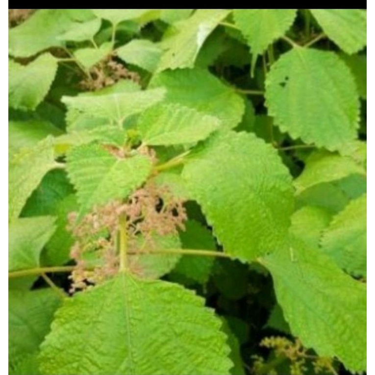 Củ Gai Khô Dưỡng Thai, An Thai chuẩn củ gai 100%