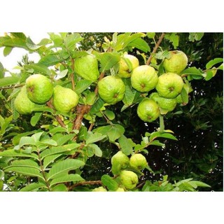 Cây giống Ổi nữ hoàng