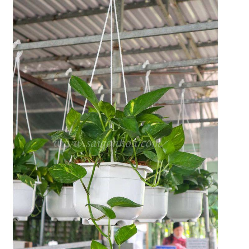 xả kho giá siêu sốc 10 chậu treo tròn trắng size lớn đường kính 20cm kèm dây treo.