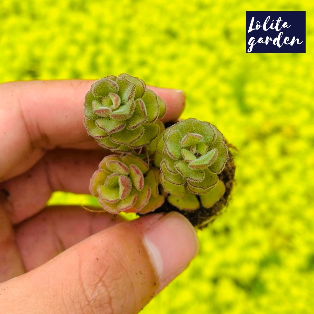 Sen đá sedum hoa hồng pháp Đà Lạt size mini cây cảnh trang trí nhà cửa Lolita garden