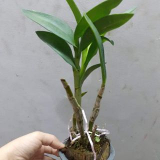 Hoa lan Denro chớp bịp sắp hoa