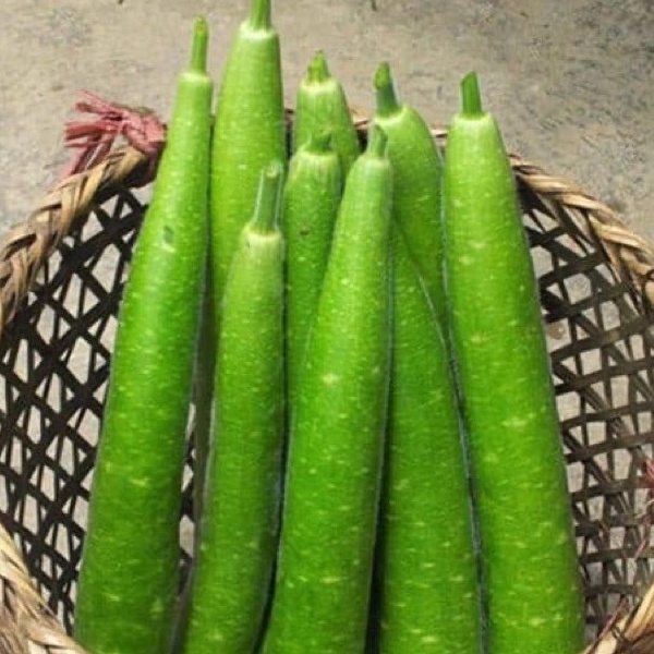 Hạt giống bầu sao quả dài giống F1