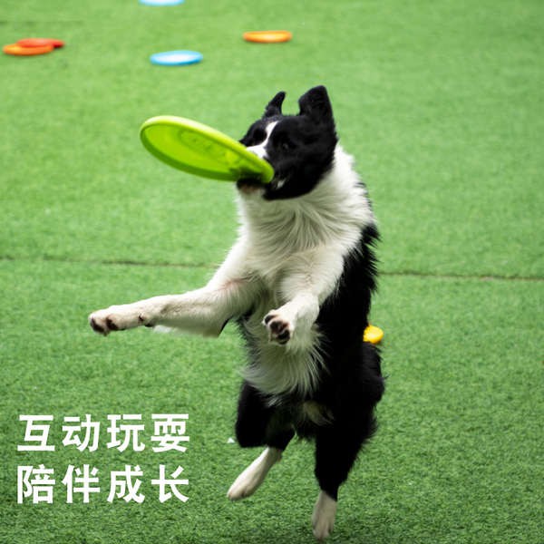 Trò chơi tiêu chuẩn Meianju Ổ đĩa bay Bite Flying Pet Toy Flying Pan Dog Đào tạo Tấm nổi Nước ném đồ chơi