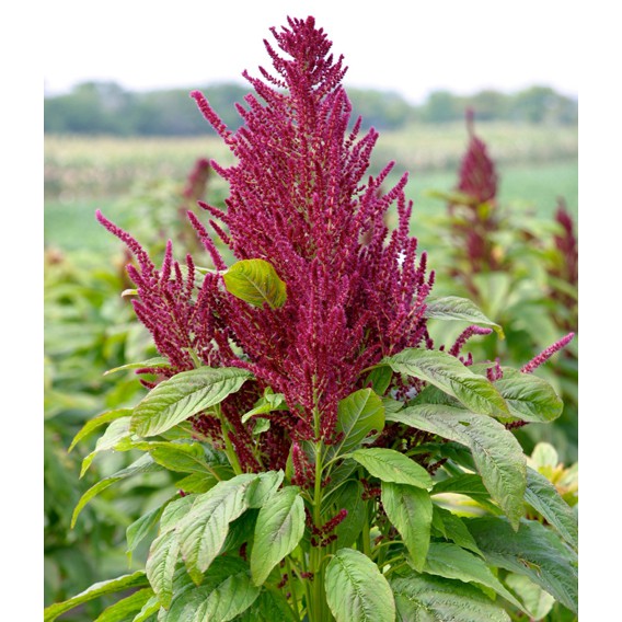 Hạt dền hữu cơ Arrowhead Mills Organic Amaranth 453g