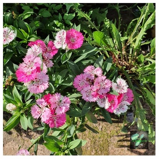 [Seeds] Hoa cẩm chướng đơn nhiều màu Rado, đóng gói 0.1gr