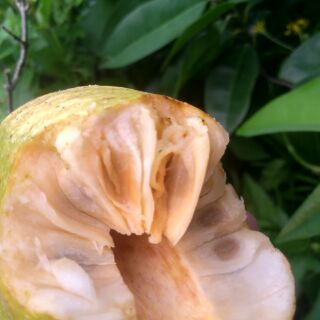 Cây Bình Bát giống
