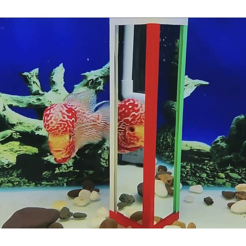 Kính kè cá la hán