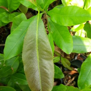Mai dảo mai con thủ đức bông đẹp