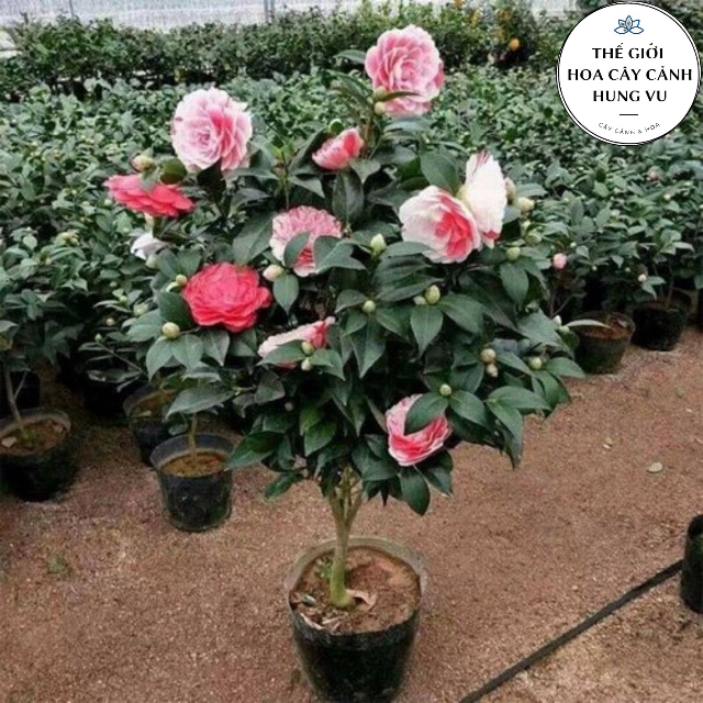Cây hoa trà my cao 40-50cm đang hoa - THẾ GIỚI HOA CÂY CẢNH - Ảnh thật số 2].