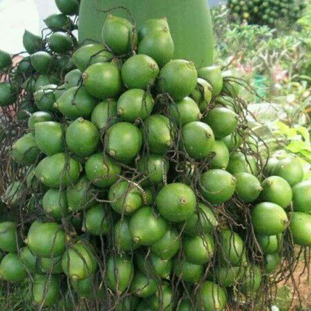 Cây cau tứ quý