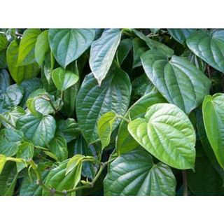 combo 5 giây trầu không làm giống