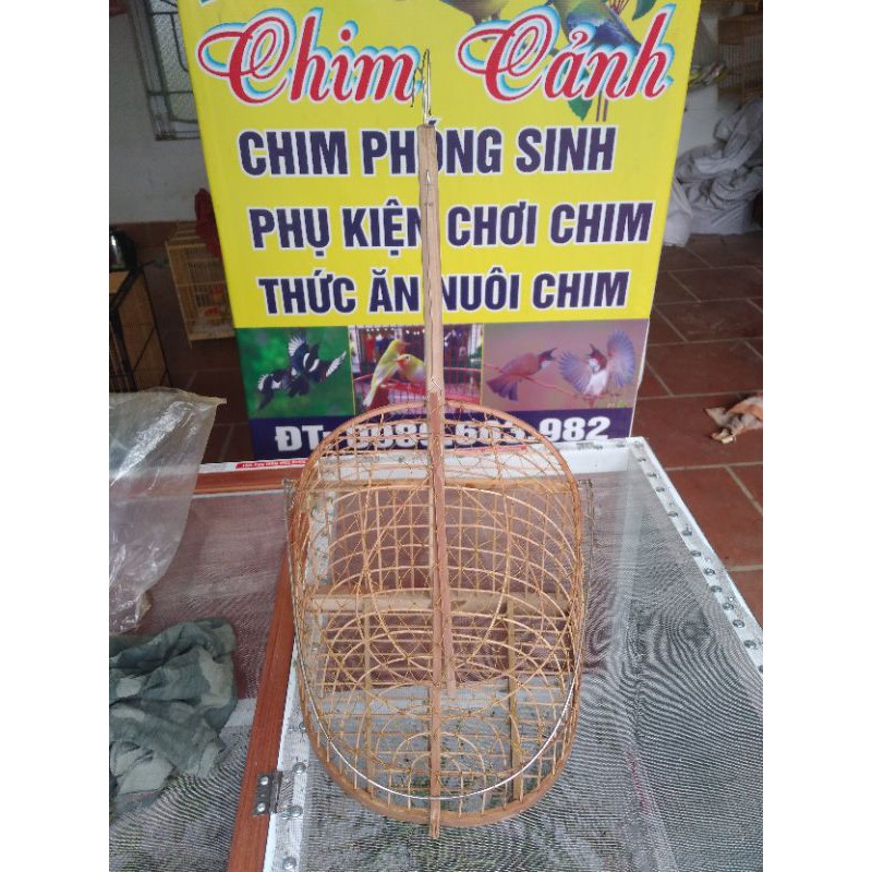 lụp bẫy mào chòe.